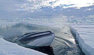 frozen-planet-minke-whale-590x350